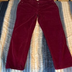 crown & ivy Burgundy Ankle Pants